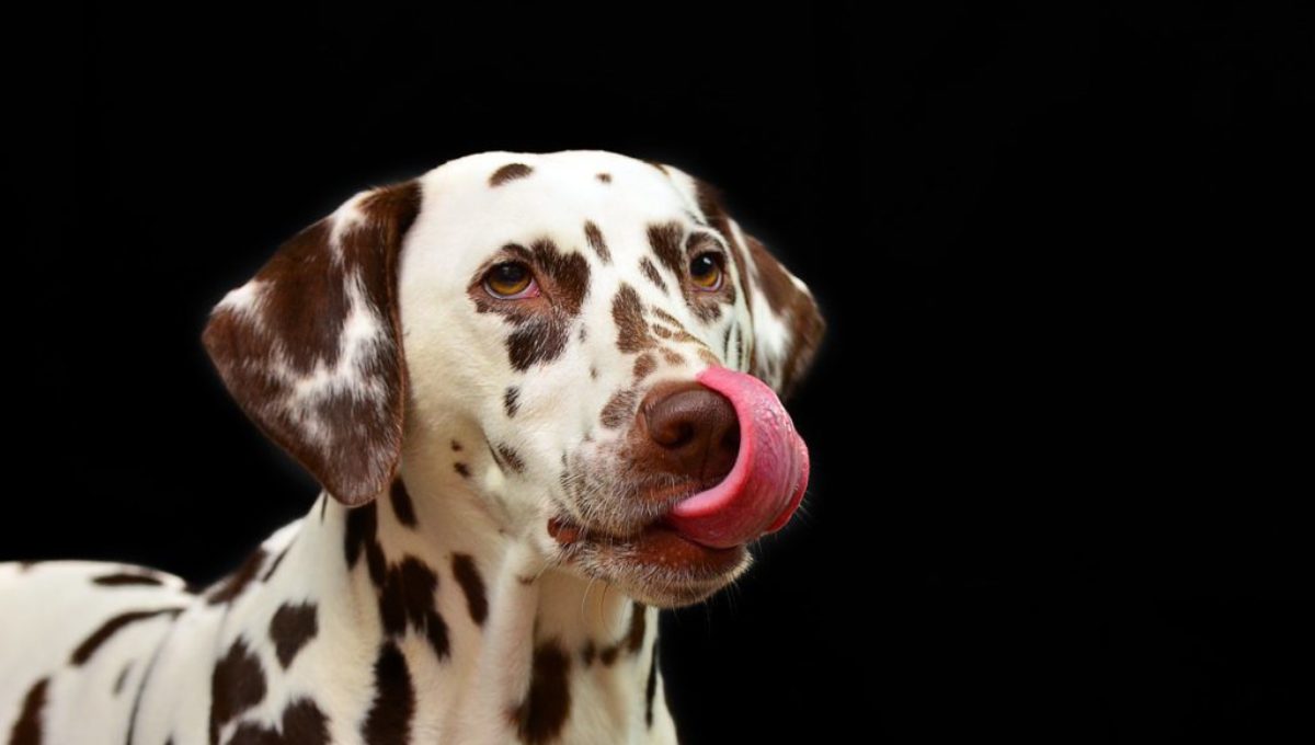 dog-licking-lips-dalmation