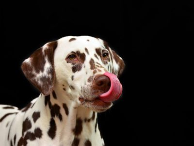 dog-licking-lips-dalmation